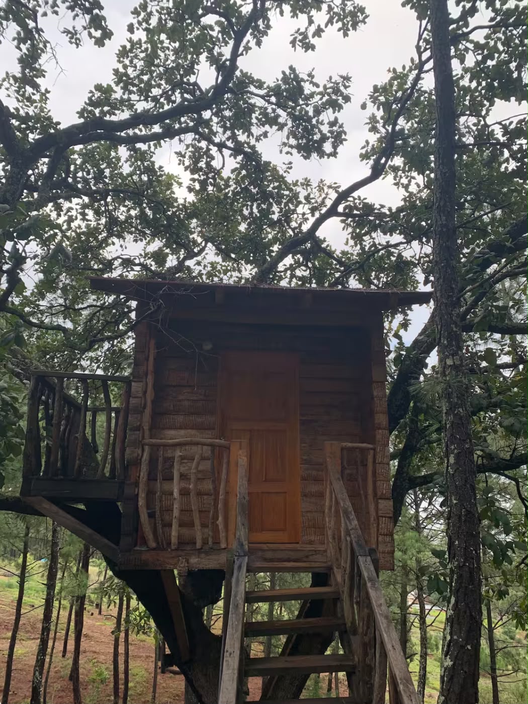 Casa del árbol entre los pinos