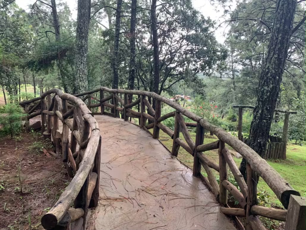 Puente entre los senderos del bosque